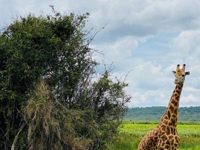 girafa